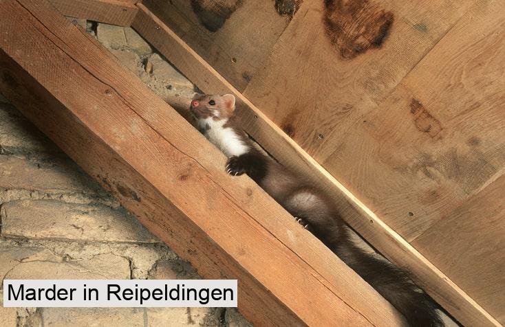 Marder in Reipeldingen